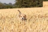 CORGI PEMBROKE 094